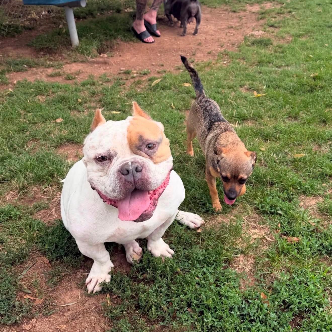 Enlarge Bruno, a Adoptable American Bully in Brooklyn, NY image 2/4