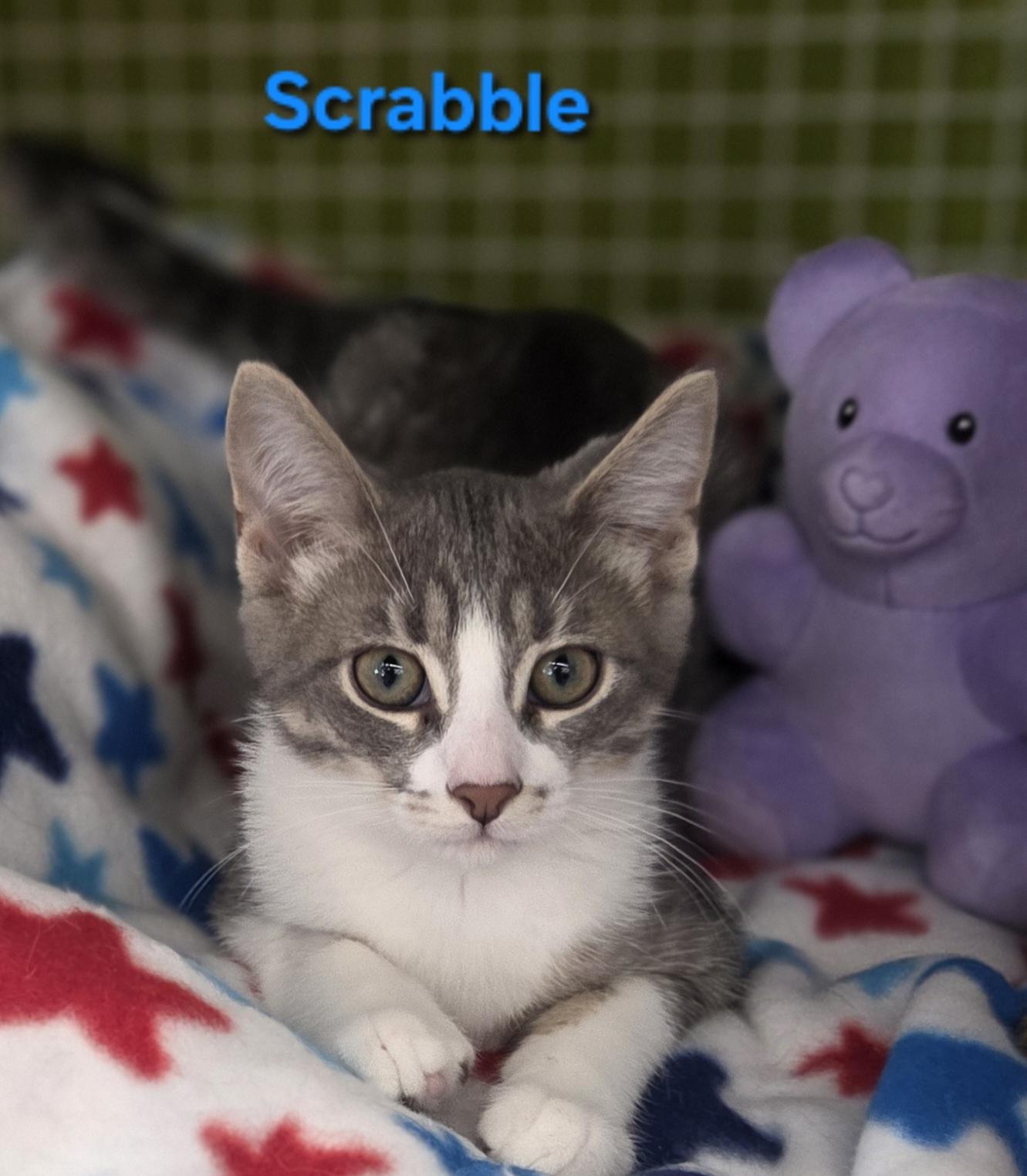 Scrabble (siblings are Yahtzee & Bingo), adopted, Kitten Male Domestic Short Hair.