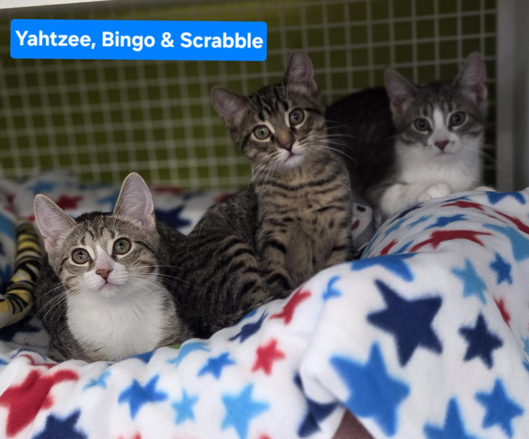 Enlarge Scrabble (siblings are Yahtzee & Bingo), an adopted Domestic Short Hair in Brighton, MI image 4/6
