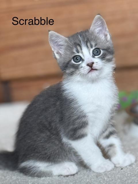 Enlarge Scrabble (siblings are Yahtzee & Bingo), an adopted Domestic Short Hair in Brighton, MI image 6/6