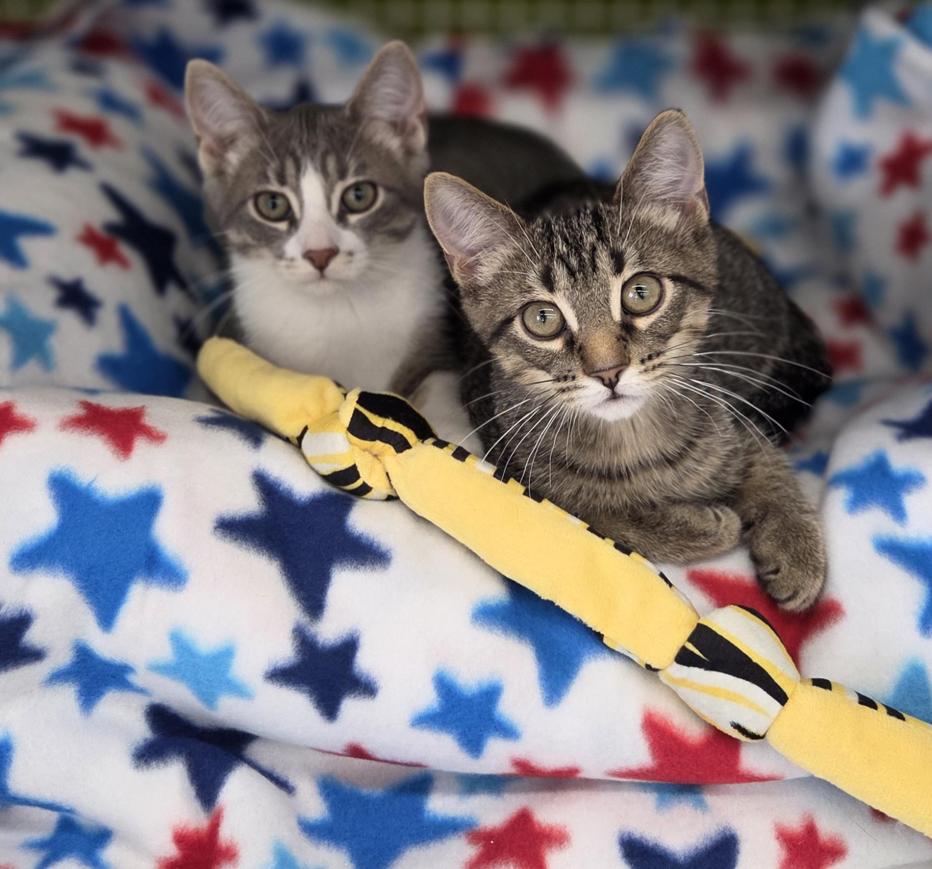 Enlarge Scrabble (siblings are Yahtzee & Bingo), an adopted Domestic Short Hair in Brighton, MI image 3/6