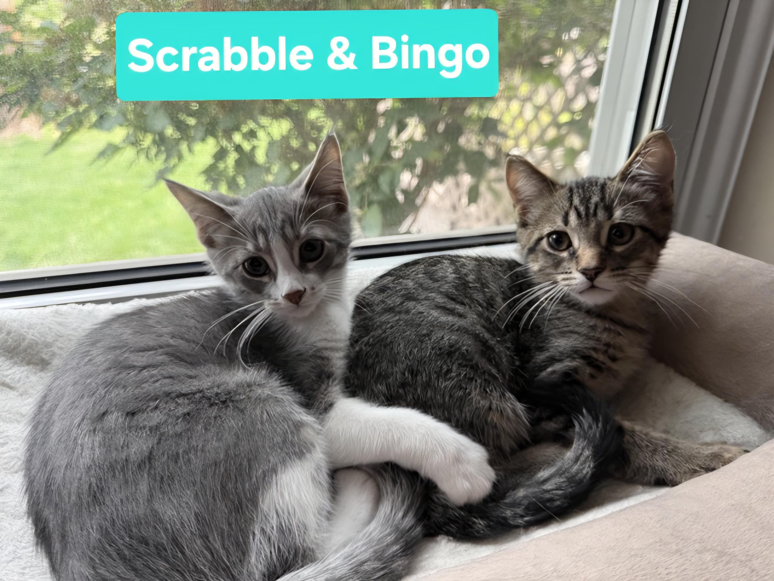 Enlarge Scrabble (siblings are Yahtzee & Bingo), an adopted Domestic Short Hair in Brighton, MI image 5/6