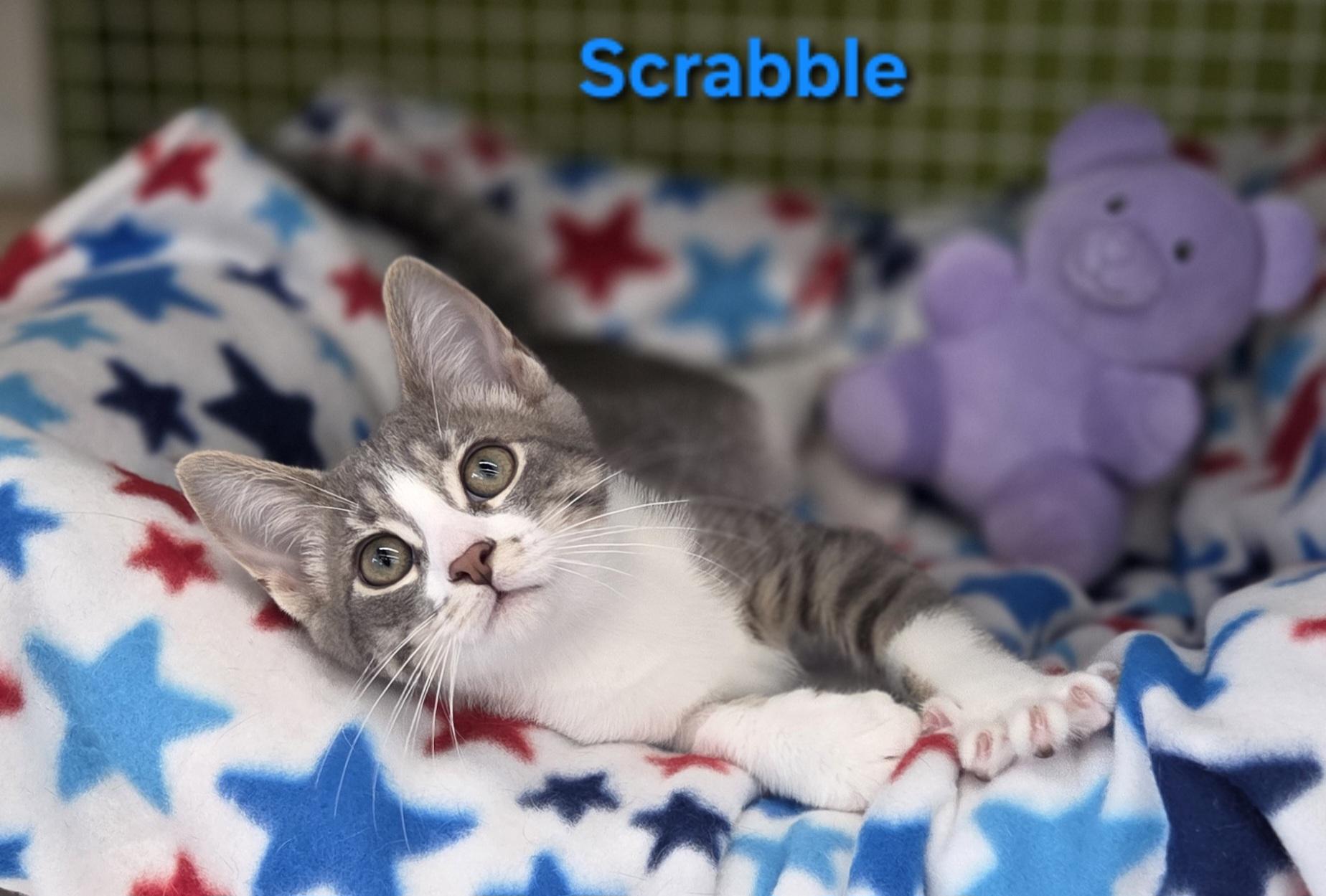 Enlarge Scrabble (siblings are Yahtzee & Bingo), an adopted Domestic Short Hair in Brighton, MI image 2/6
