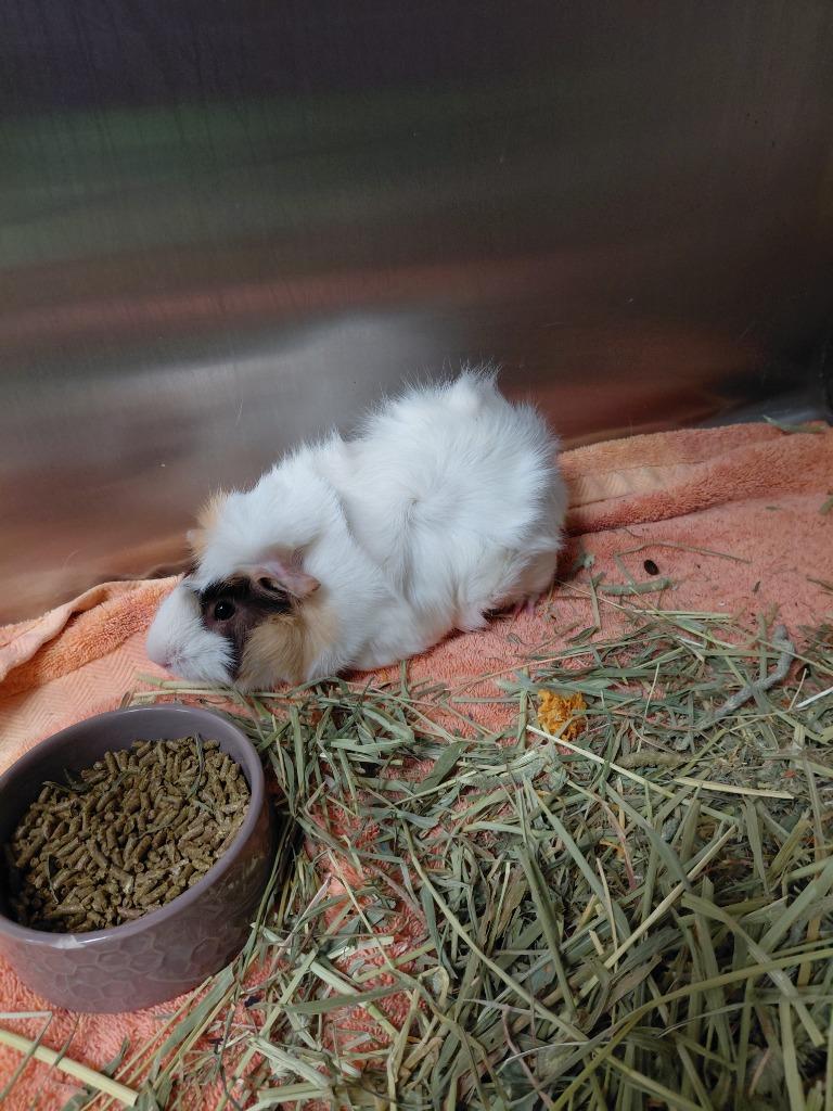 BoBo, Adoptable, Young Female Guinea Pig.