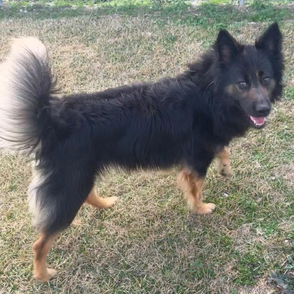 Enlarge Rocco 2025, a Adoptable mixed breed in South Houston, TX image 1/1