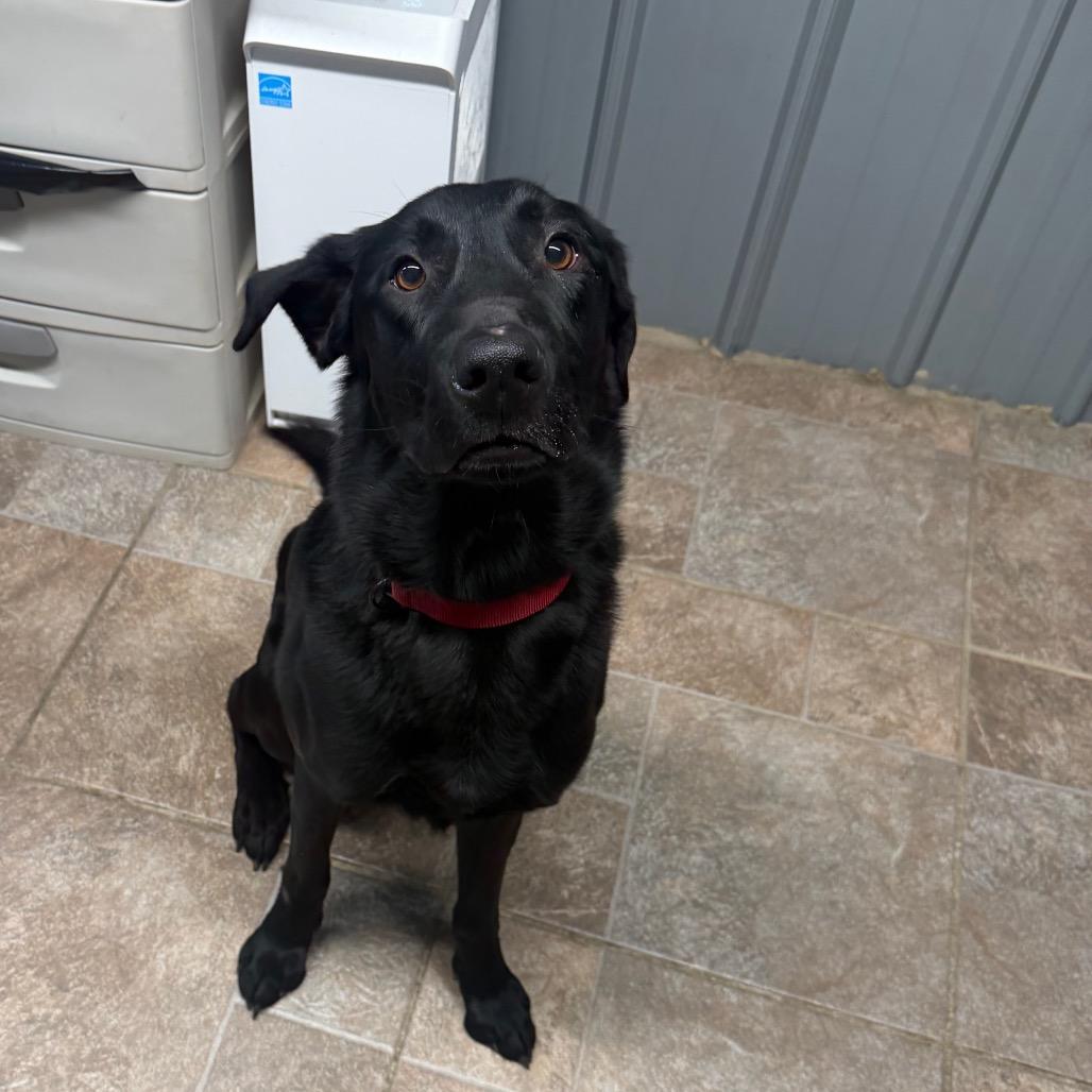 Enlarge Bow, a Adoptable Black Labrador Retriever in Homer, NY image 1/1