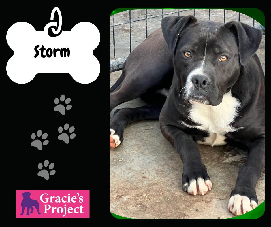 Storm — thumbnail 2