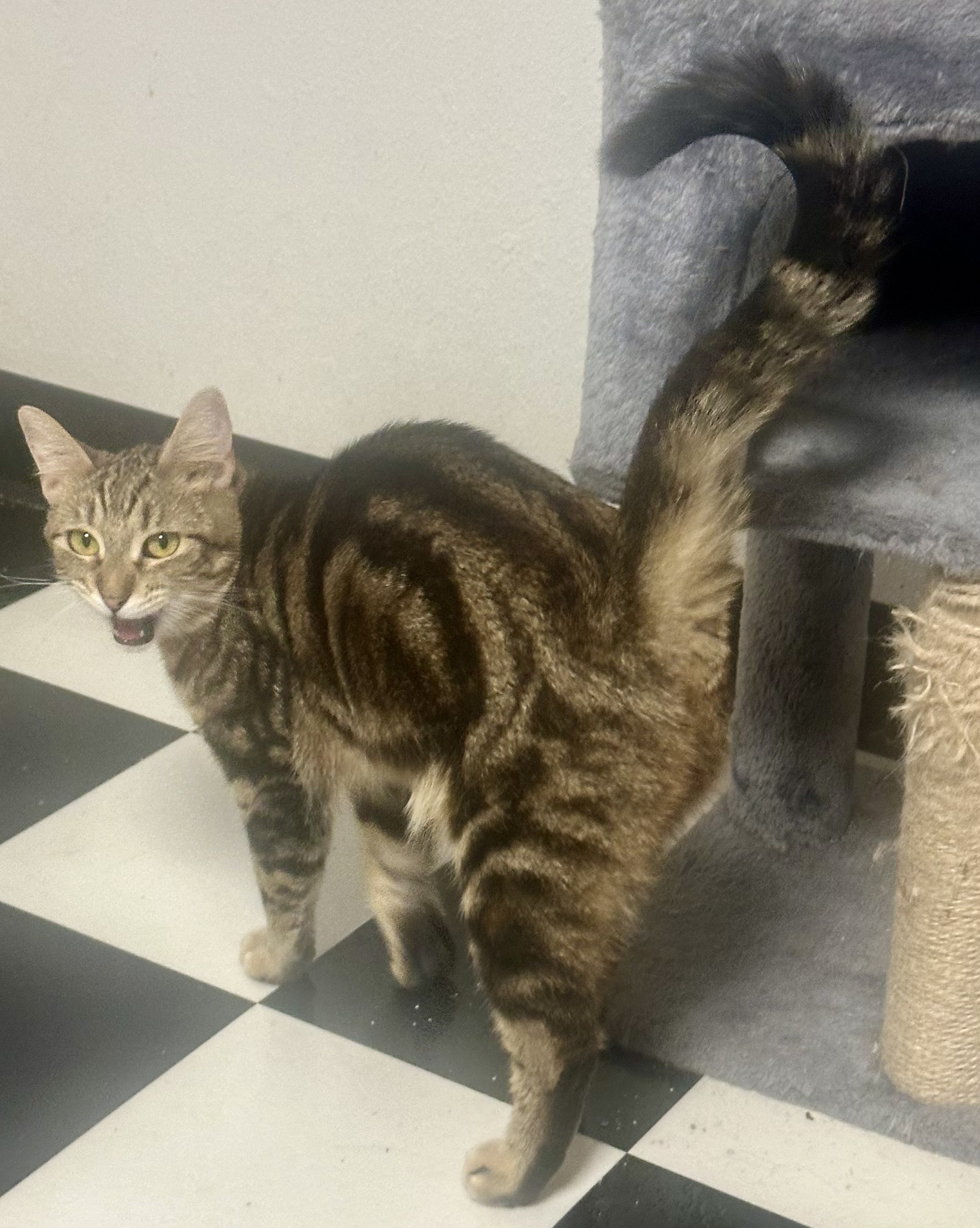 Enlarge Bella, a Adoptable mixed breed in Davis, CA image 2/3