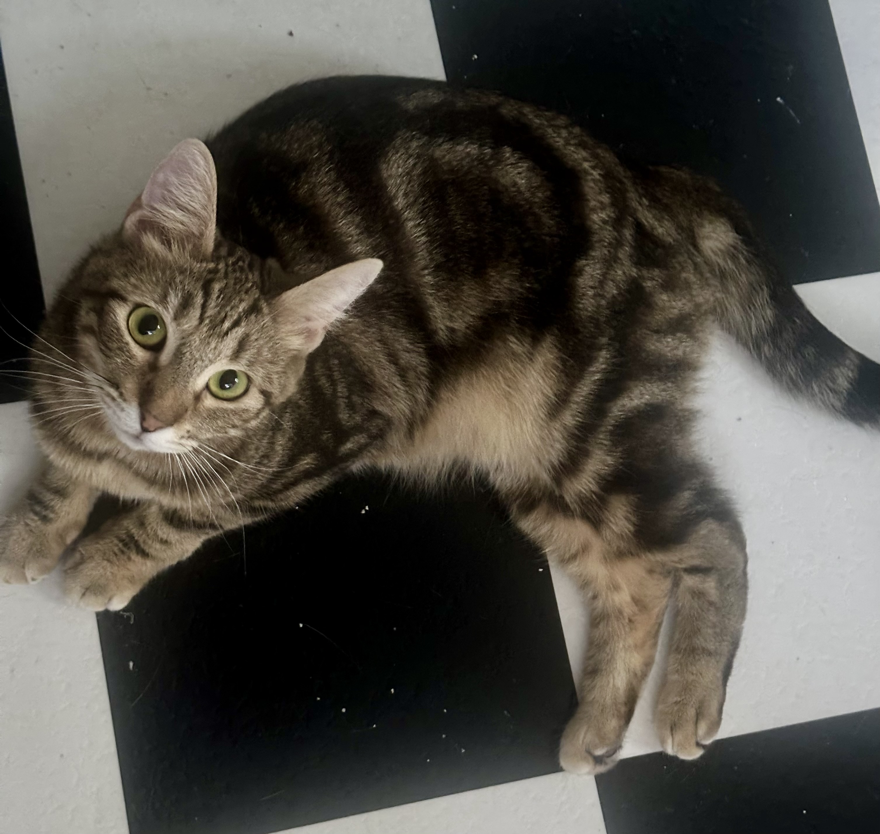 Enlarge Bella, a Adoptable mixed breed in Davis, CA image 3/3