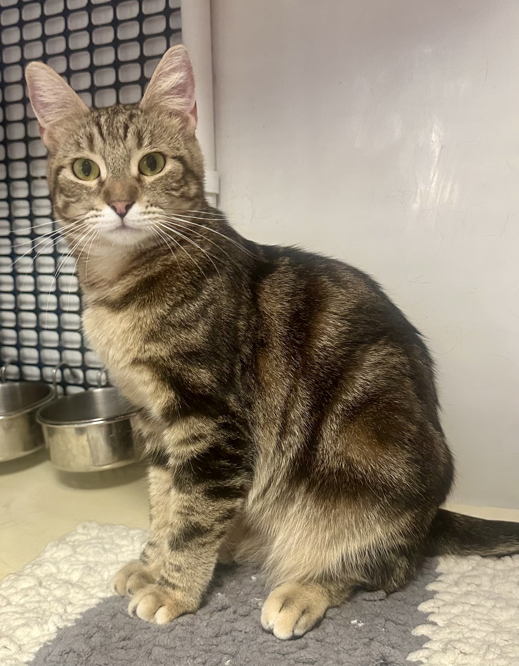 Bella, Adoptable, Young Female Bengal & Domestic Short Hair.