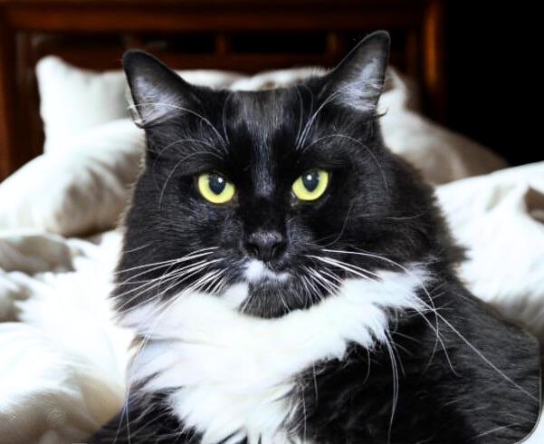 Raven, Adopted, Adult Female Domestic Long Hair.