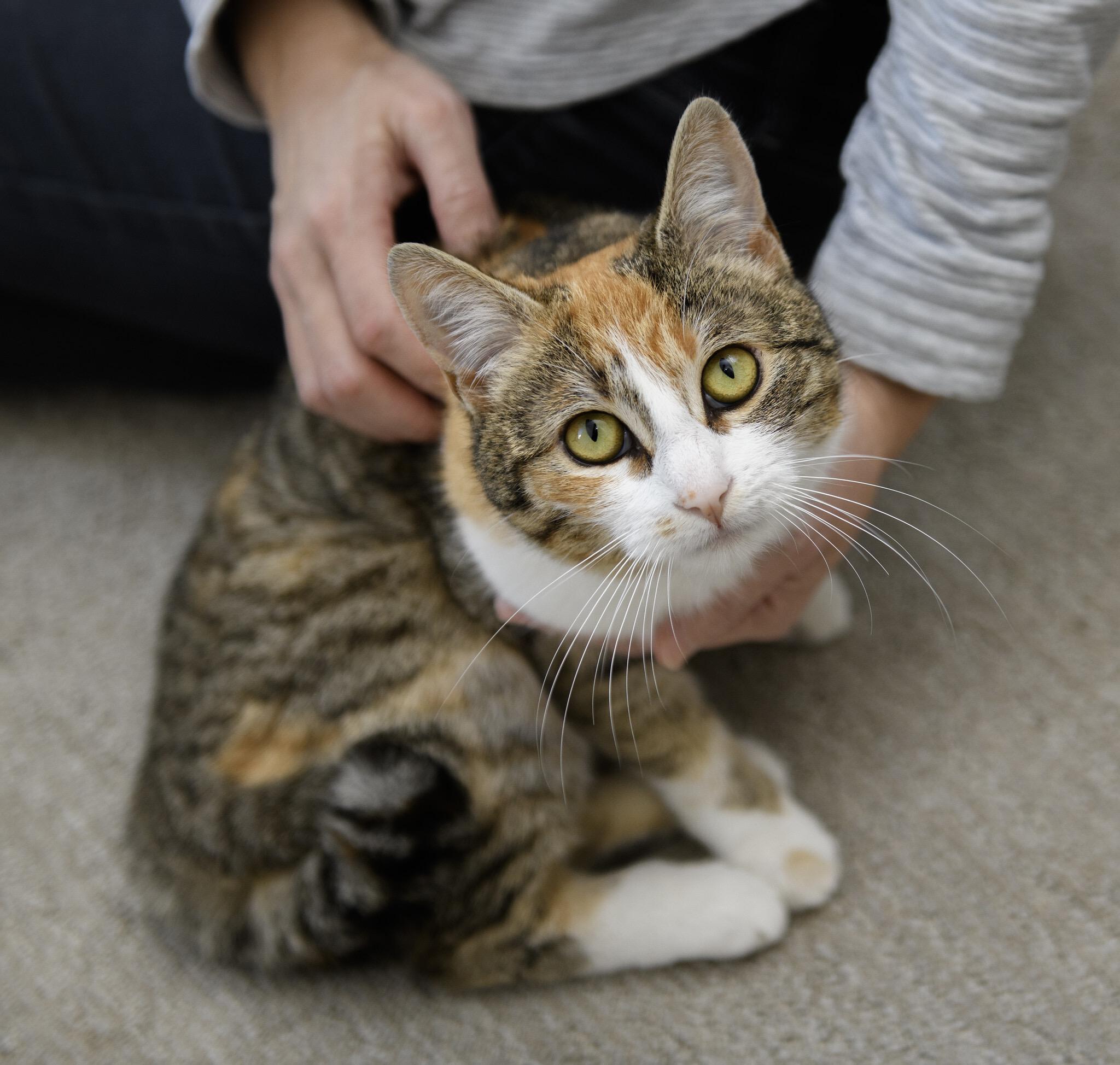 Enlarge Cake Jr, an adopted Domestic Short Hair in Seattle, WA image 4/6