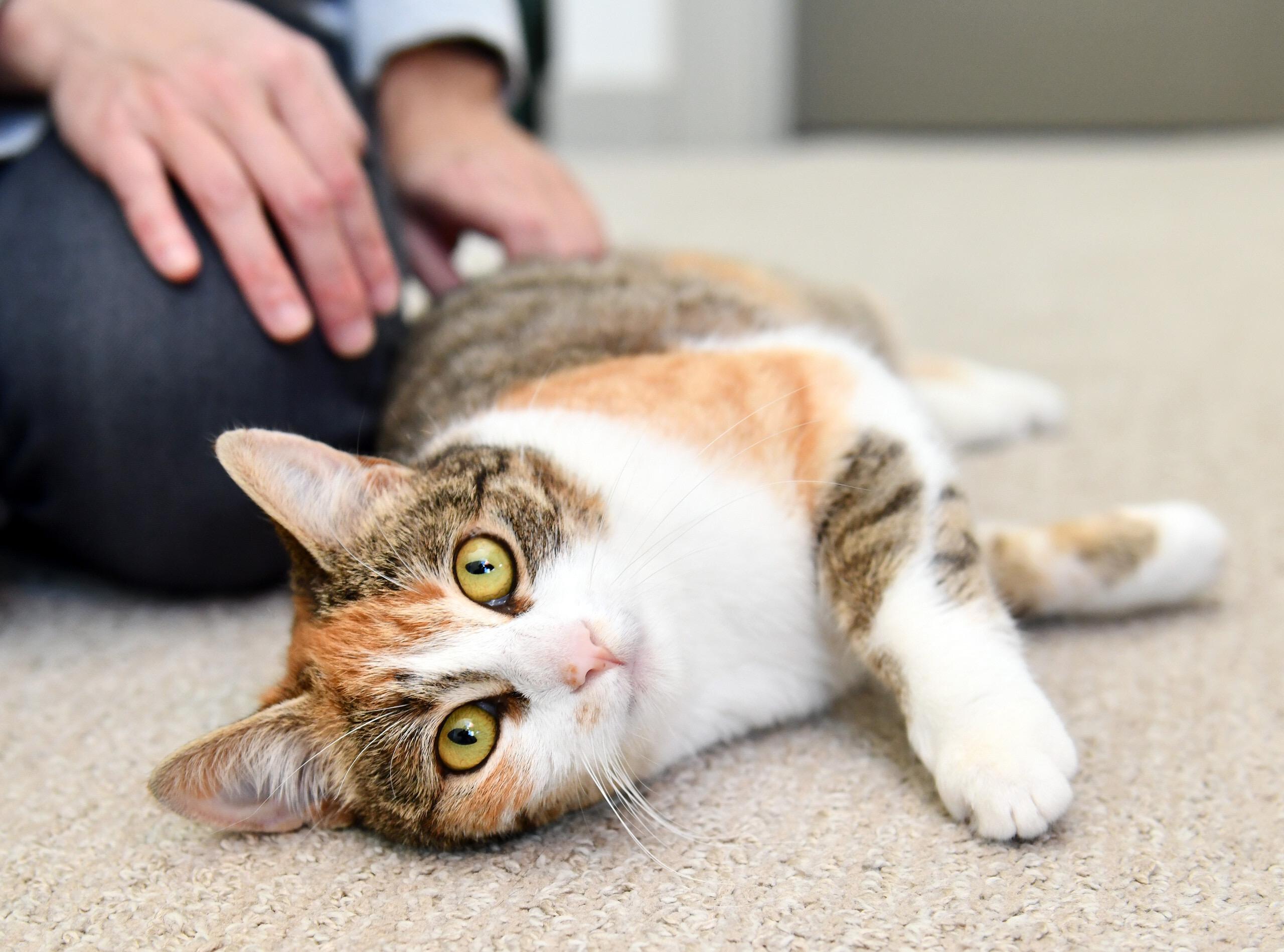 Enlarge Cake Jr, an adopted Domestic Short Hair in Seattle, WA image 2/6