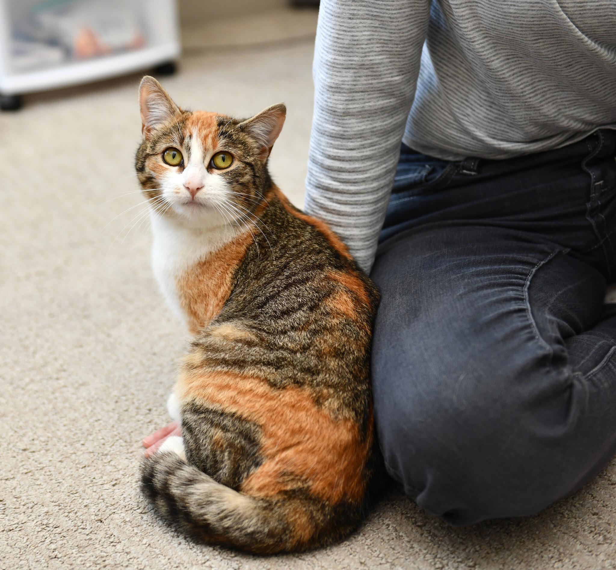 Enlarge Cake Jr, an adopted Domestic Short Hair in Seattle, WA image 6/6