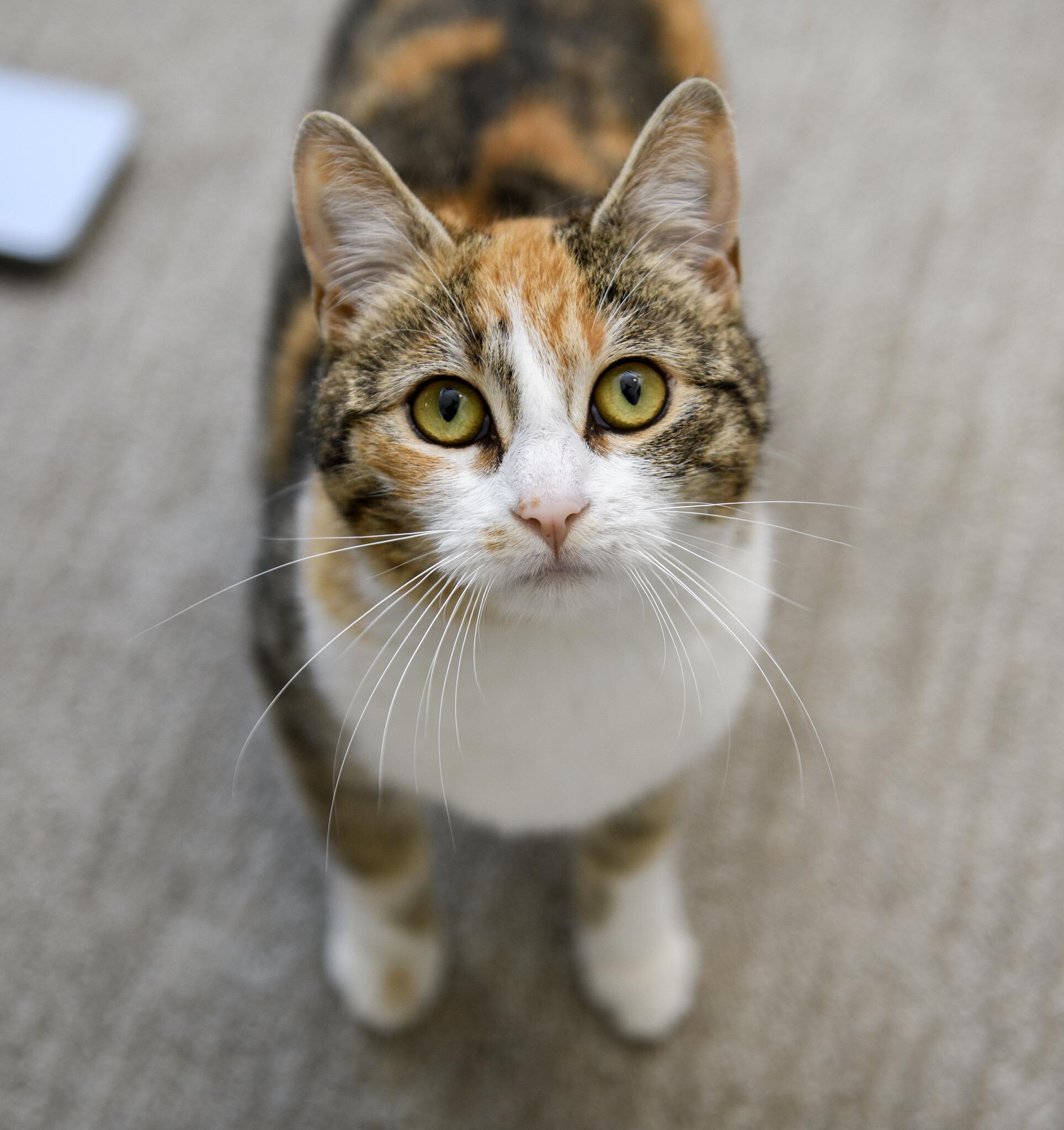 Enlarge Cake Jr, an adopted Domestic Short Hair in Seattle, WA image 1/6