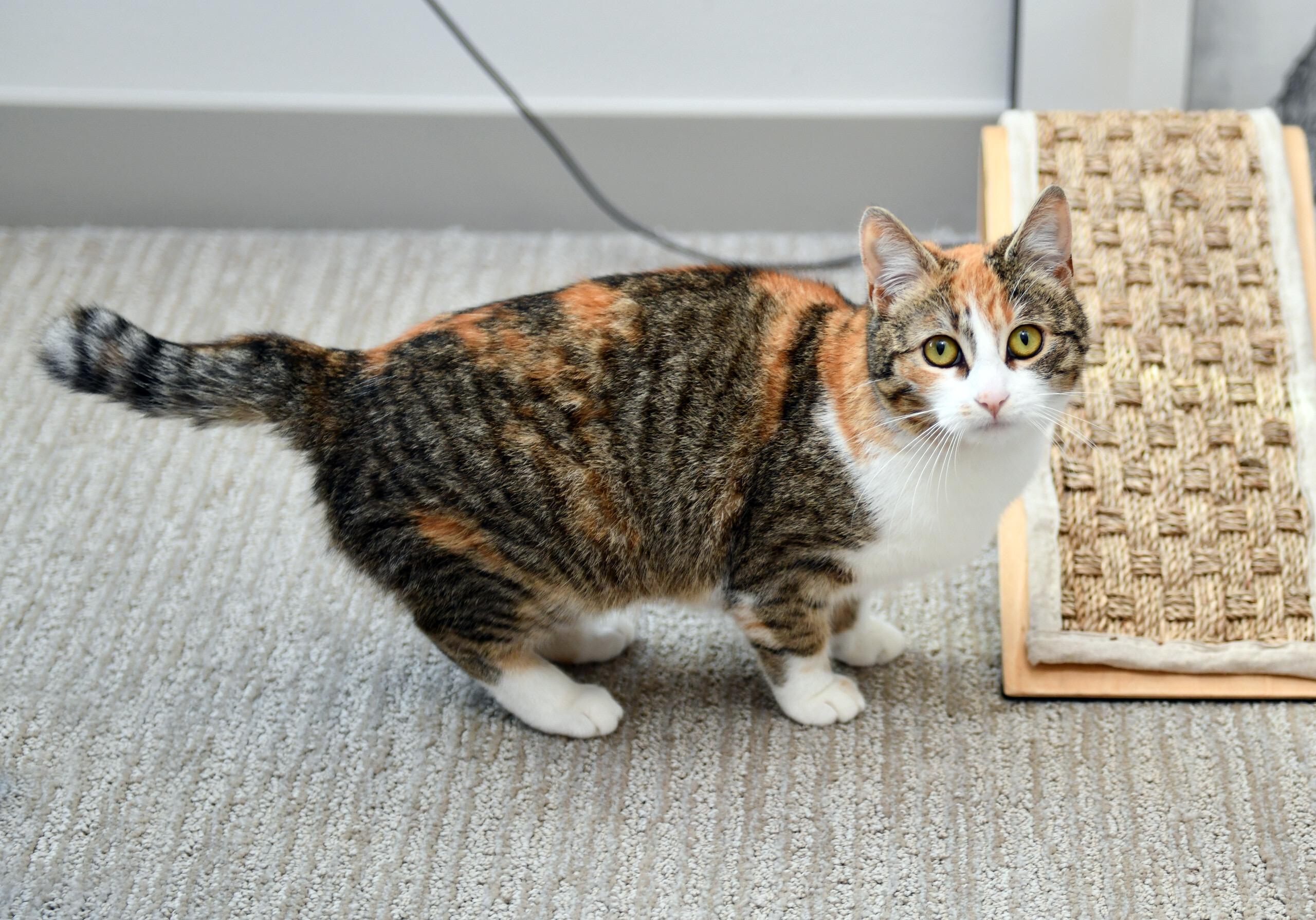 Enlarge Cake Jr, an adopted Domestic Short Hair in Seattle, WA image 3/6