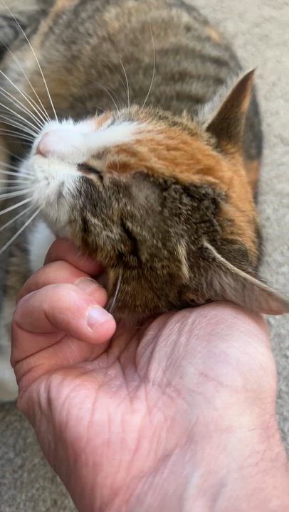 Enlarge Cake Jr, an adopted Domestic Short Hair in Seattle, WA video 5/6