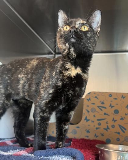 Moonstone, Adoptable, Kitten Female Domestic Short Hair & Domestic Short Hair.