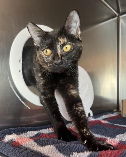 Enlarge Moonstone, a Adoptable Domestic Short Hair in Saint Petersburg, FL image 2/2