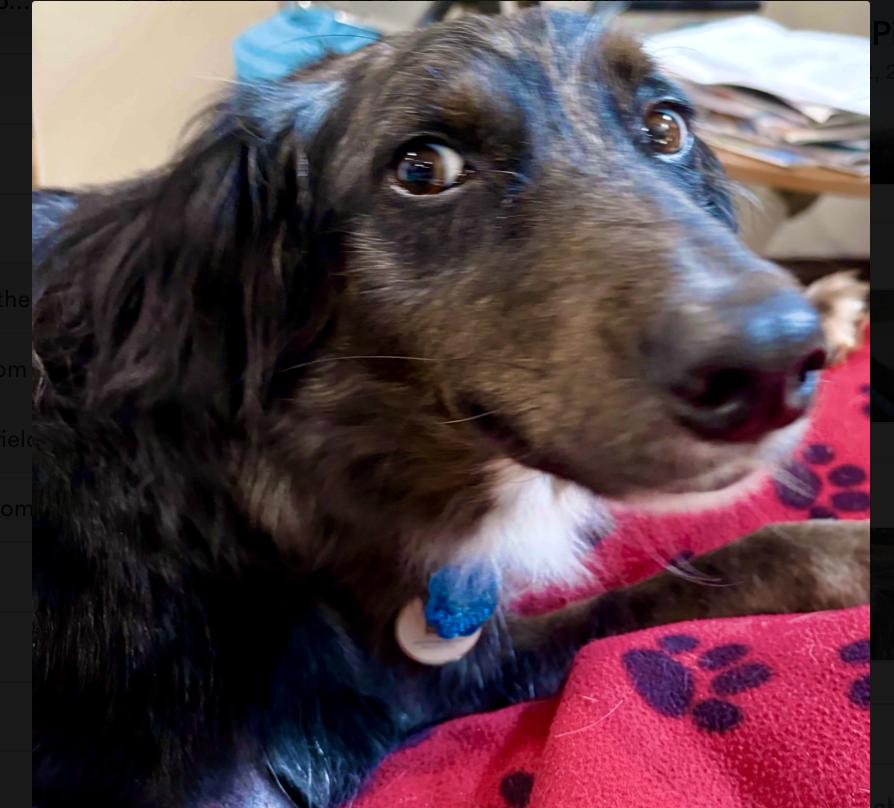 Callie Girl, a Adoptable mixed breed in Boston, MA image 1/6