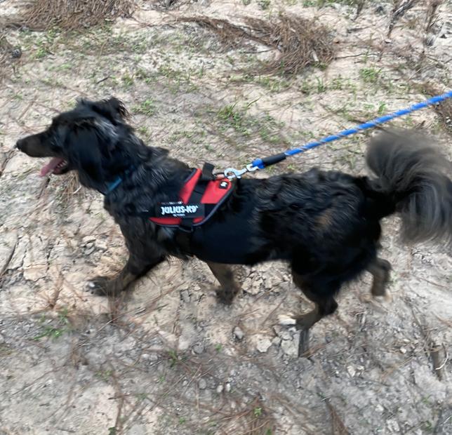 Callie Girl, a Adoptable mixed breed in Boston, MA image 2/6