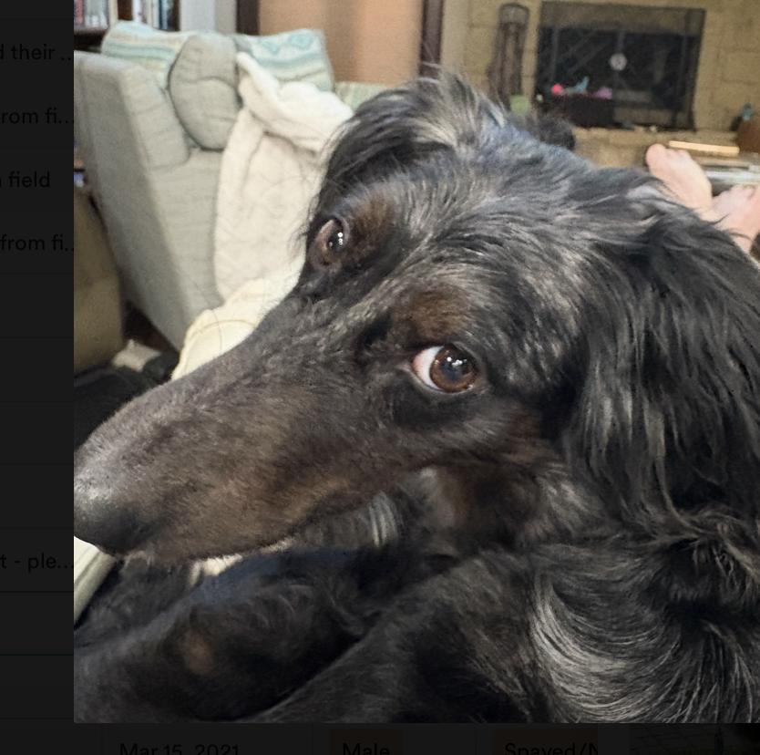 Callie Girl, a Adoptable mixed breed in Boston, MA image 3/6