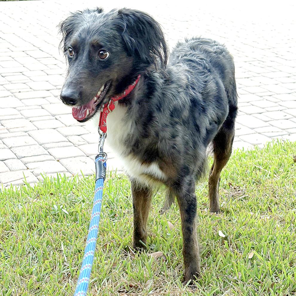 Callie Girl, a Adoptable mixed breed in Boston, MA image 4/6