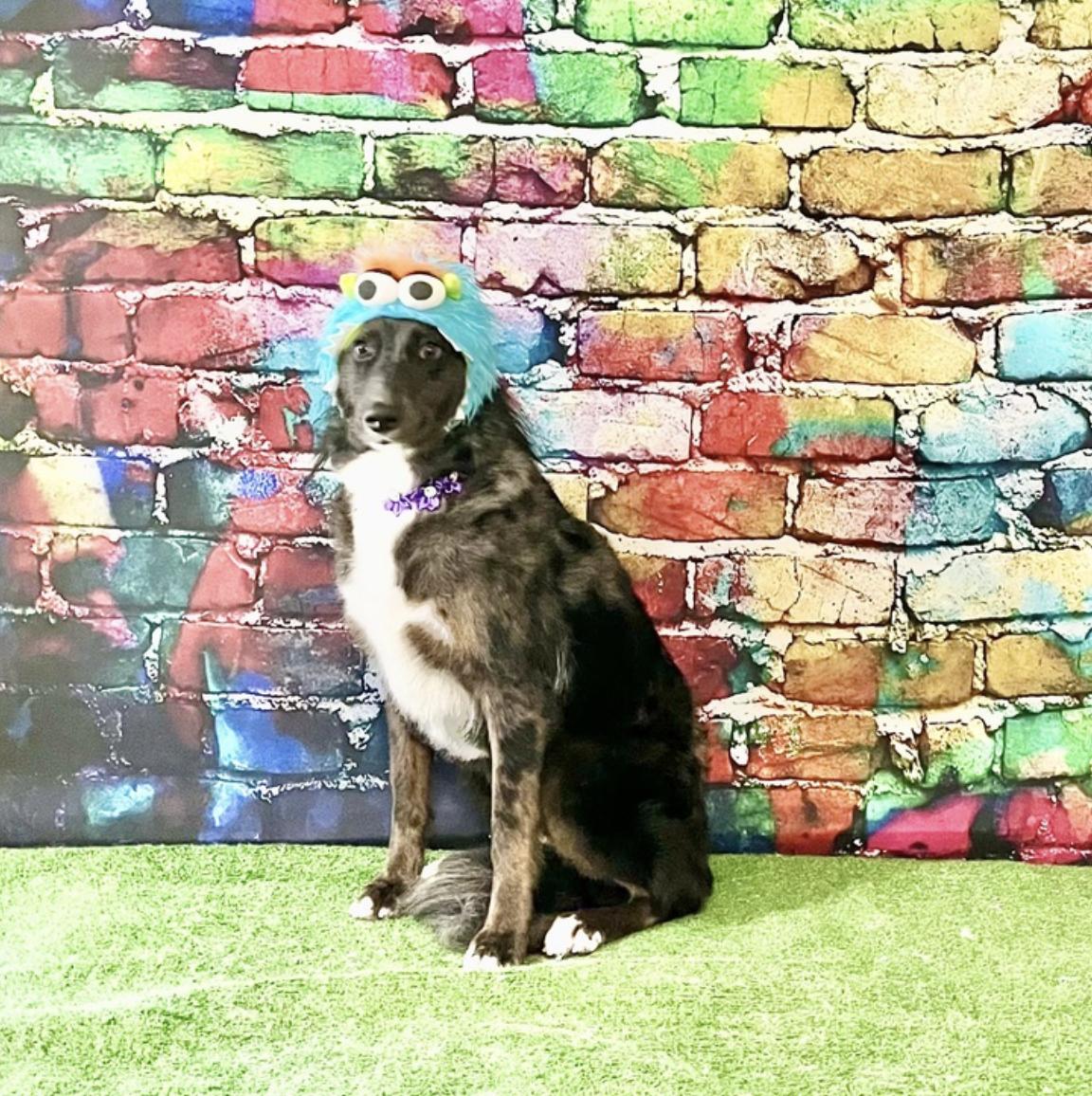 Callie Girl, a Adoptable mixed breed in Boston, MA image 5/6