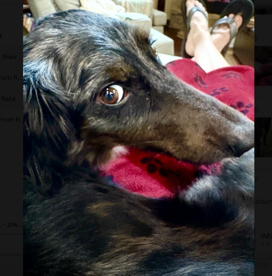 Callie Girl, a Adoptable mixed breed in Boston, MA image 6/6