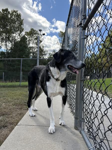 -STRETCH in Maine, a Adoptable mixed breed in Fryeburg, ME image 2/3