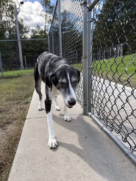 -STRETCH in Maine, a Adoptable mixed breed in Fryeburg, ME image 3/3