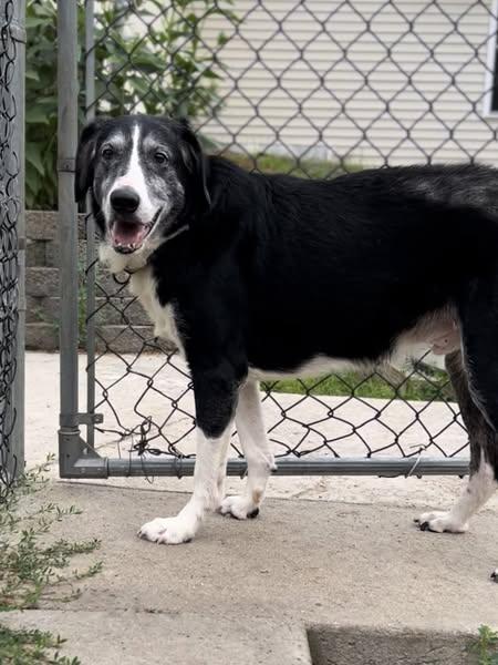 -STRETCH in Maine, Adoptable, Senior Male Mixed Breed.