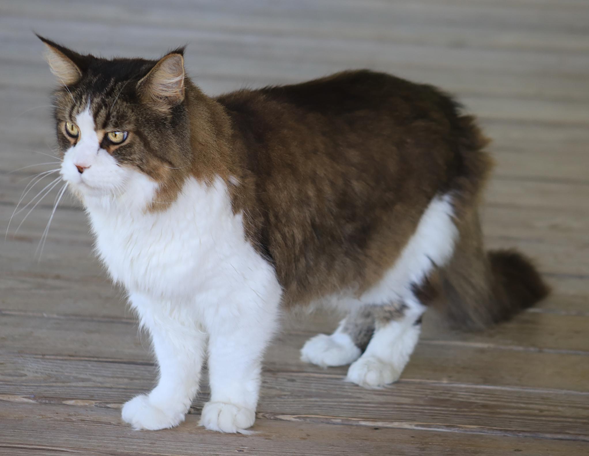 Enlarge Scotty, a Adoptable mixed breed in North Fort Myers, FL image 4/4