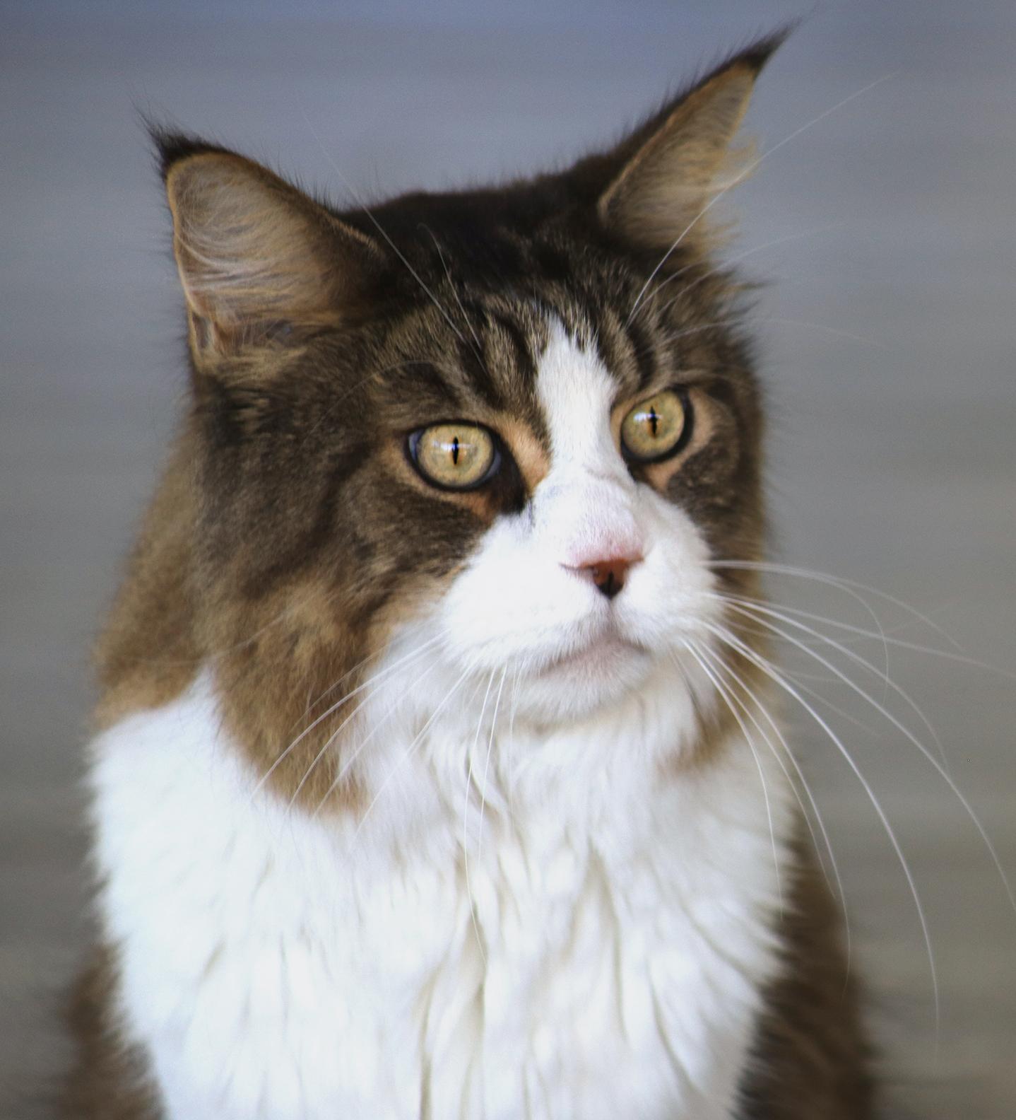 Scotty, Adoptable, Senior Male Maine Coon.