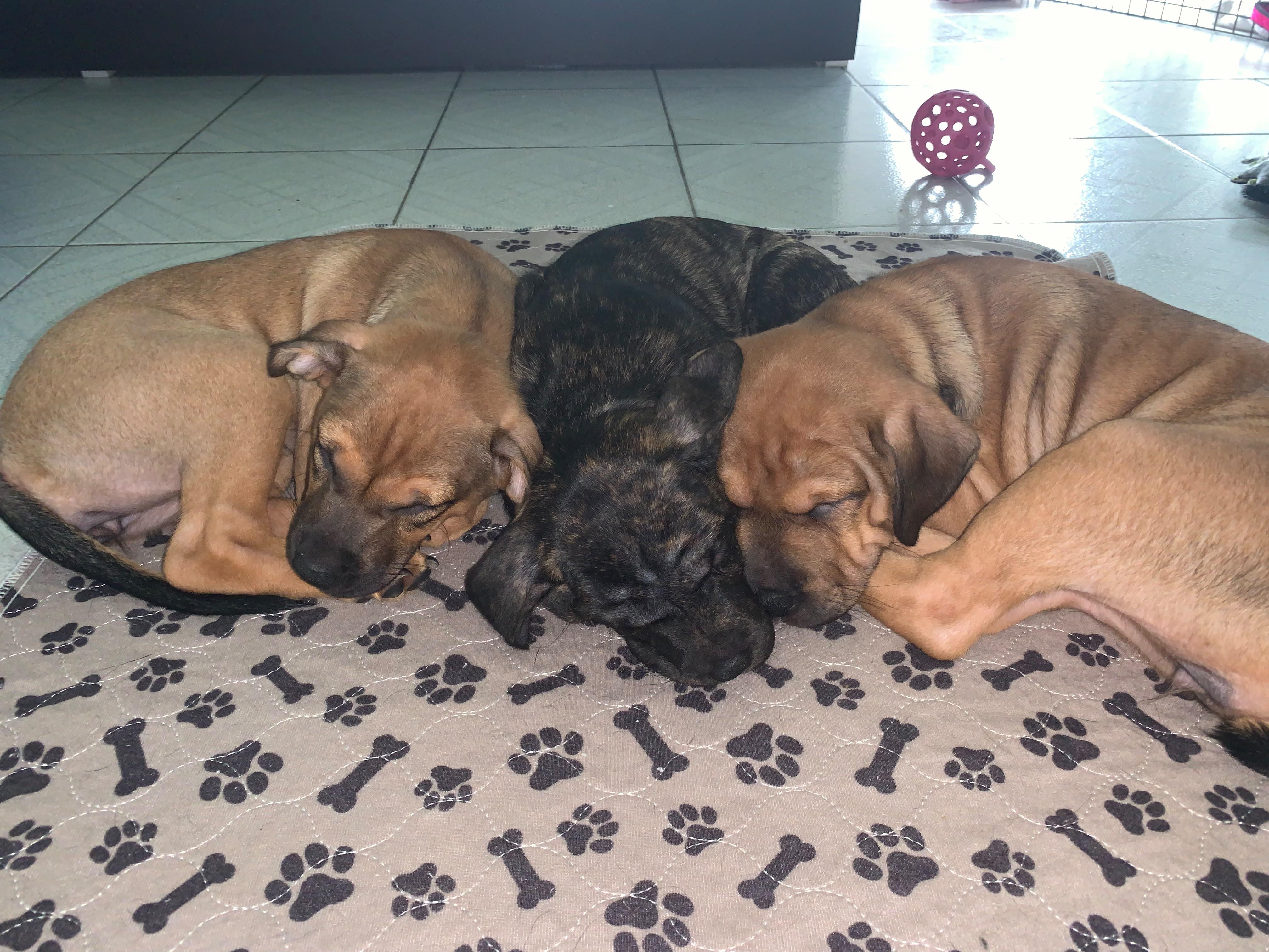 Enlarge Precious, a Adopted Mixed Breed in Annapolis, MD image 3/6