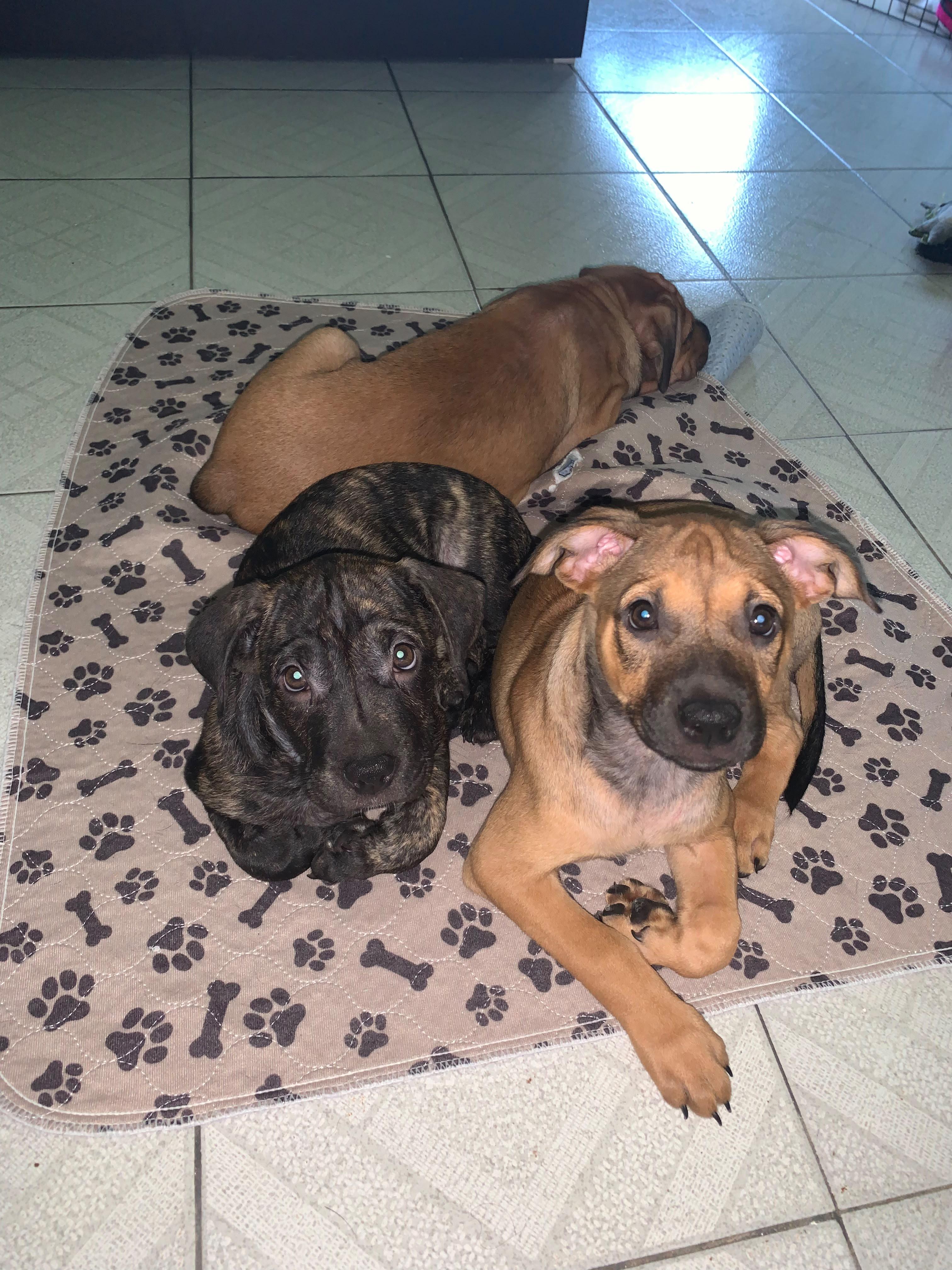 Enlarge Precious, a Adopted Mixed Breed in Annapolis, MD image 2/6