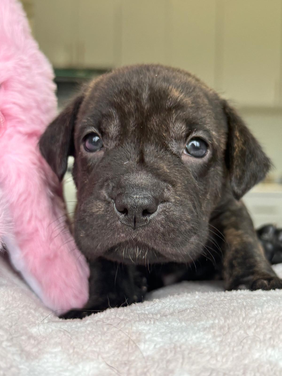Enlarge Precious, a Adopted Mixed Breed in Annapolis, MD image 4/6