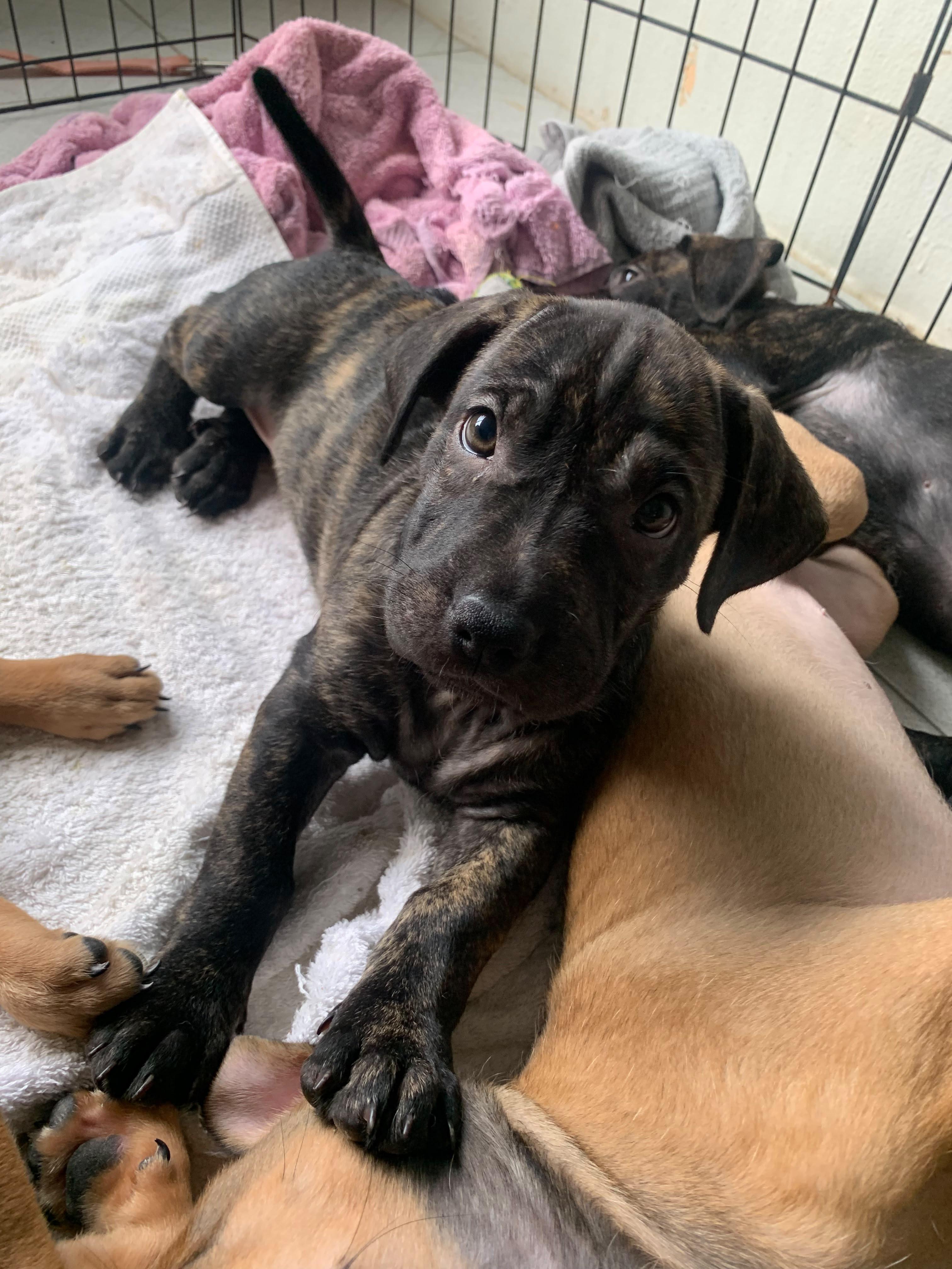 Precious, Adopted, Puppy Female Mixed Breed.