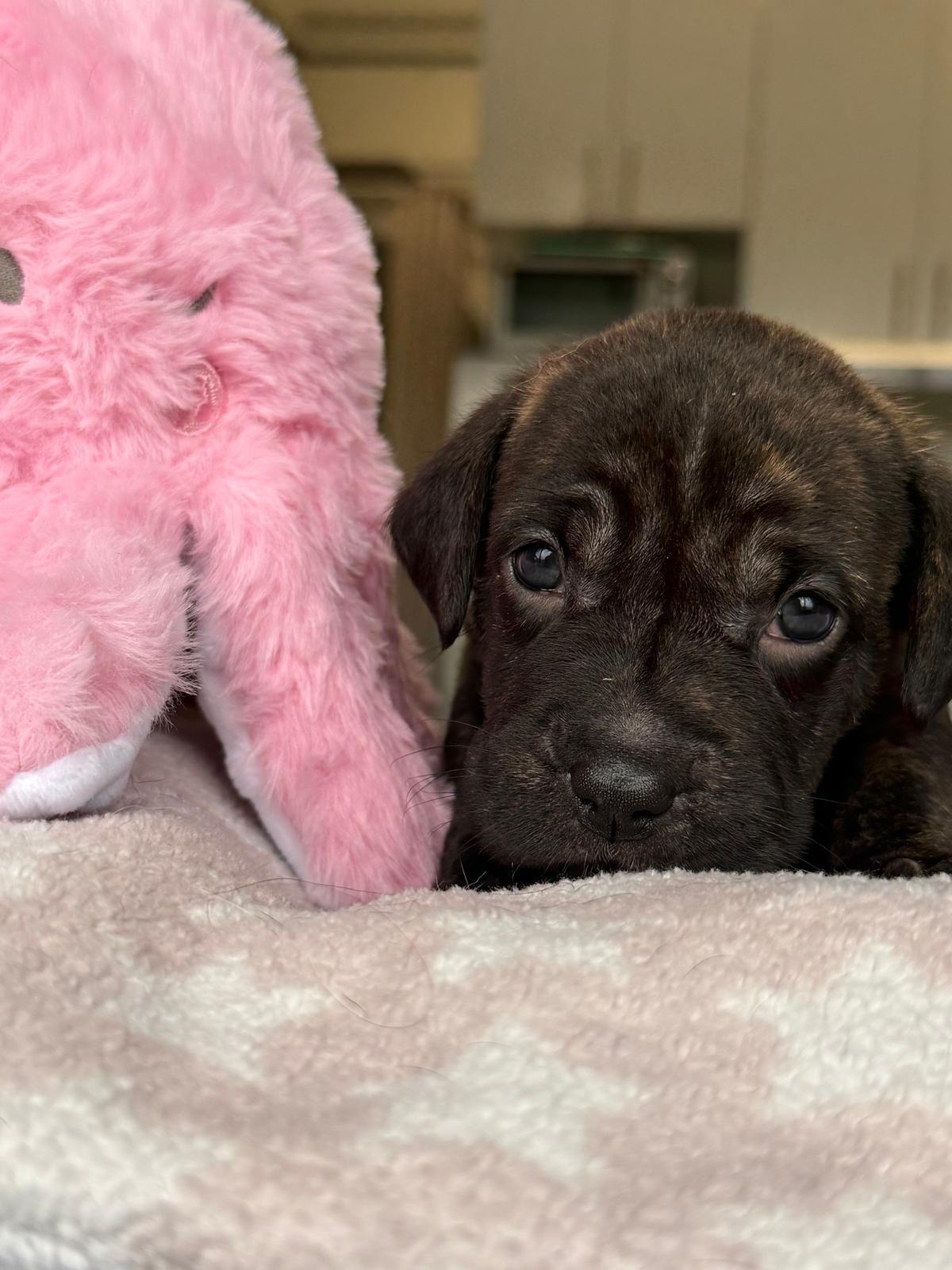 Enlarge Precious, a Adopted Mixed Breed in Annapolis, MD image 5/6