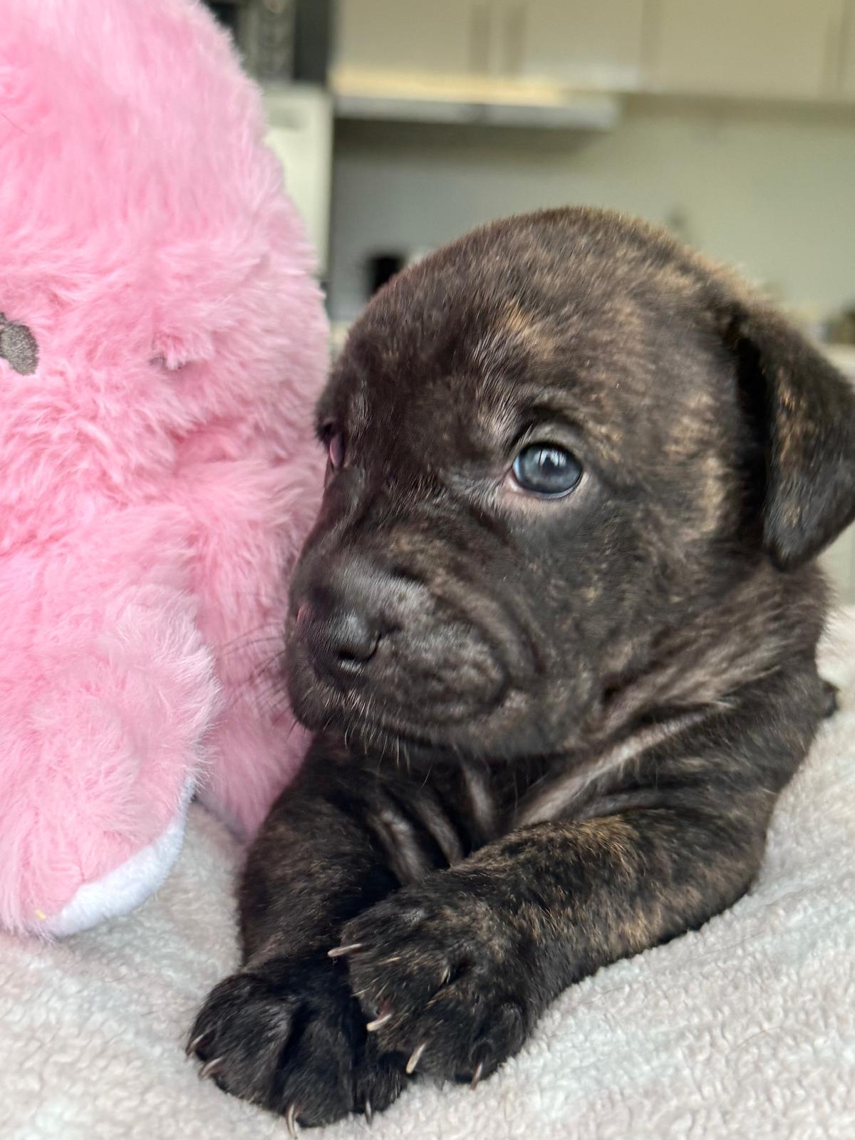 Enlarge Precious, a Adopted Mixed Breed in Annapolis, MD image 6/6
