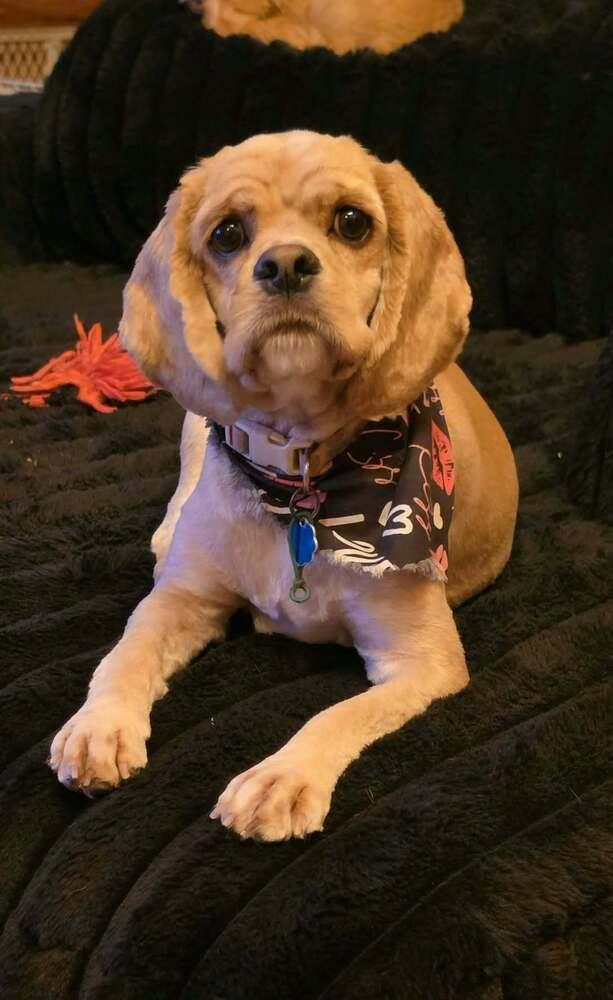 Enlarge Miss Lulu, a Adoptable Cocker Spaniel in Aurora, IN image 2/6