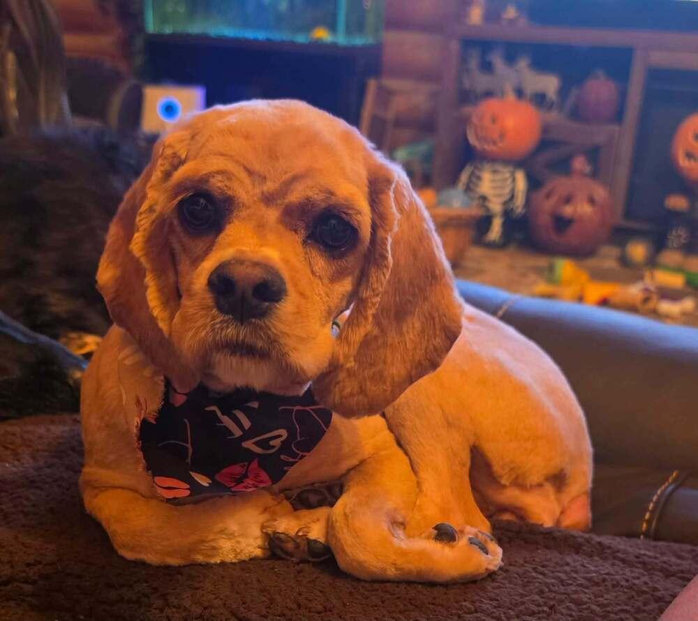 Enlarge Miss Lulu, a Adoptable Cocker Spaniel in Aurora, IN image 3/6