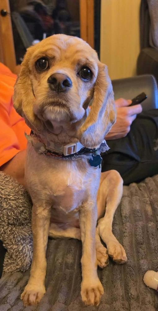 Enlarge Miss Lulu, a Adoptable Cocker Spaniel in Aurora, IN image 4/6
