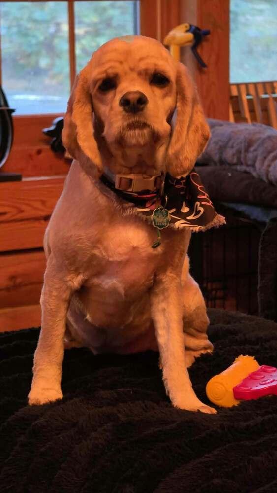 Enlarge Miss Lulu, a Adoptable Cocker Spaniel in Aurora, IN image 5/6