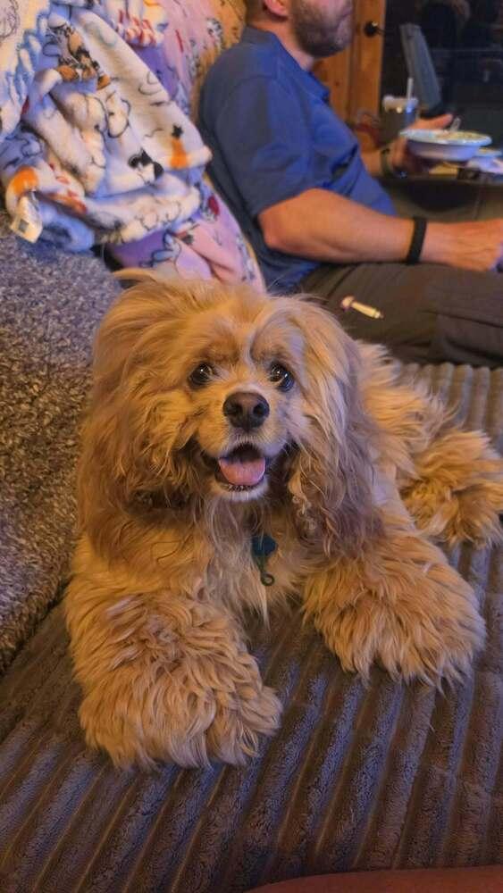 Enlarge Miss Lulu, a Adoptable Cocker Spaniel in Aurora, IN image 6/6
