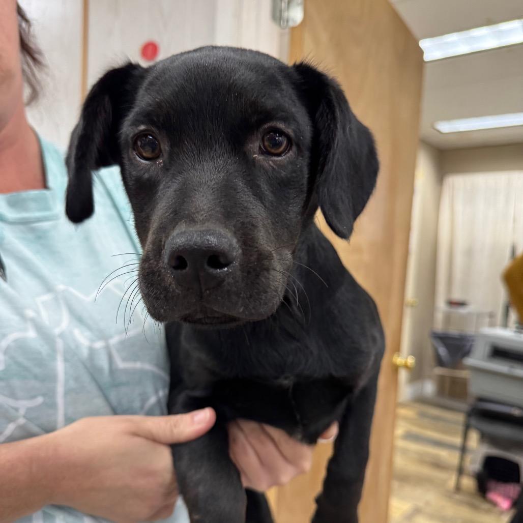 Hazelnut, a Adoptable mixed breed in Hattiesburg, MS image 1/2