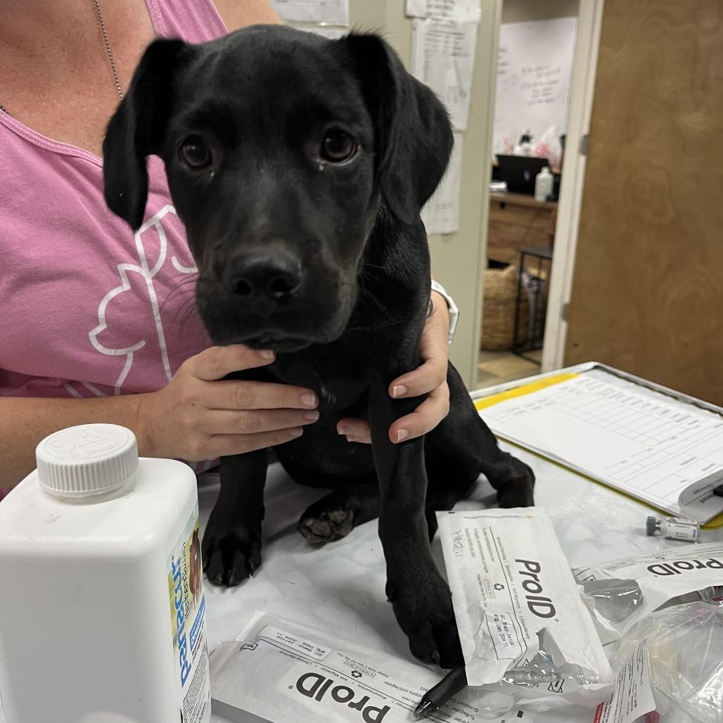 Hazelnut, a Adoptable mixed breed in Hattiesburg, MS image 2/2
