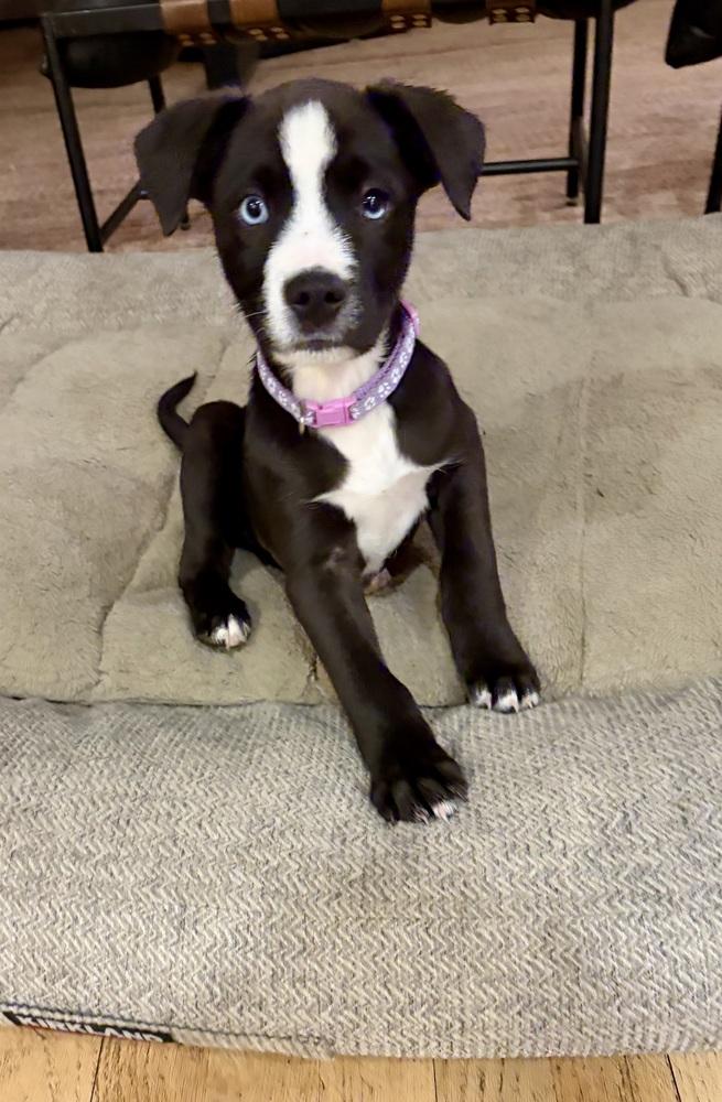 Clapper / Duckie, Adoptable, Puppy Male Labrador Retriever & Mixed Breed.