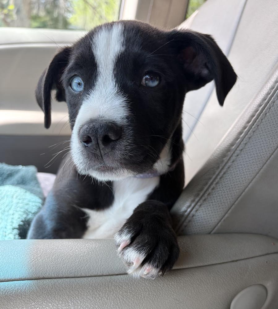 Enlarge Clapper / Duckie, a Adoptable mixed breed in Broomfield, CO image 2/6