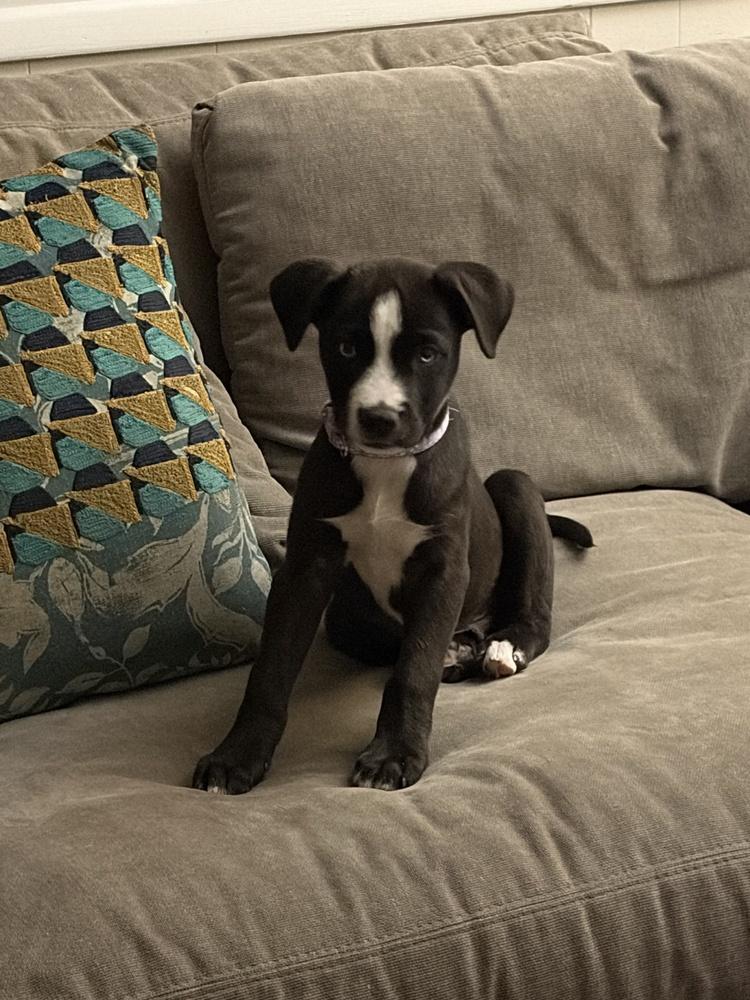 Enlarge Clapper / Duckie, a Adoptable mixed breed in Broomfield, CO image 3/6